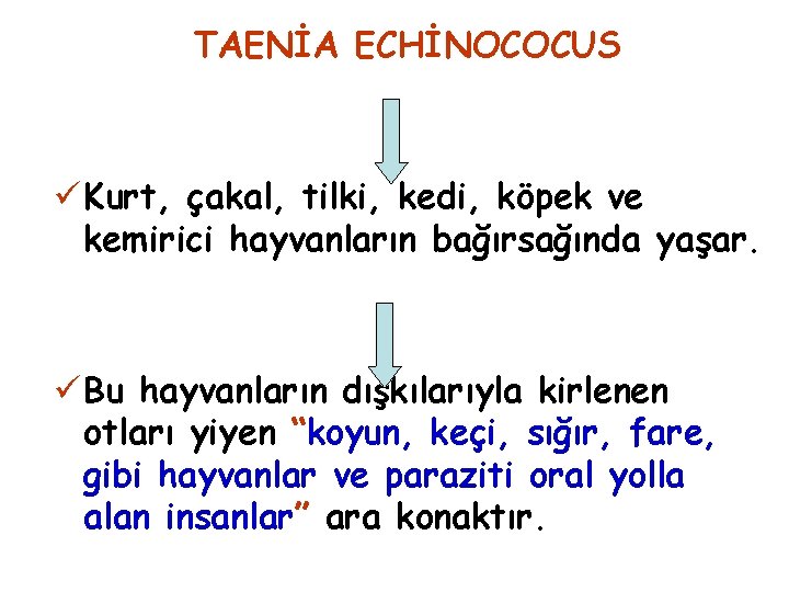 TAENİA ECHİNOCOCUS ü Kurt, çakal, tilki, kedi, köpek ve kemirici hayvanların bağırsağında yaşar. ü