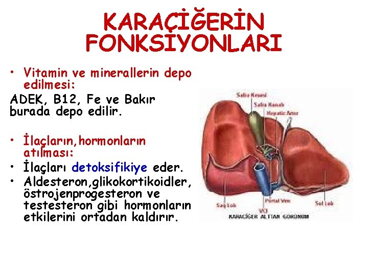 KARACİĞERİN FONKSİYONLARI • Vitamin ve minerallerin depo edilmesi: ADEK, B 12, Fe ve Bakır