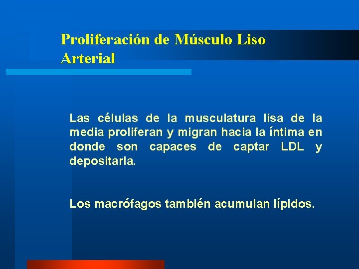 Proliferación de Músculo Liso Arterial Las células de la musculatura lisa de la media Proliferación de Músculo Liso Arterial Las células de la musculatura lisa de la media