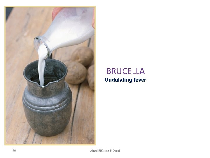 BRUCELLA Undulating fever 29 Abed El. Kader El. Ottol 