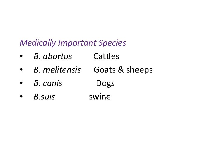 Medically Important Species • B. abortus Cattles • B. melitensis Goats & sheeps •