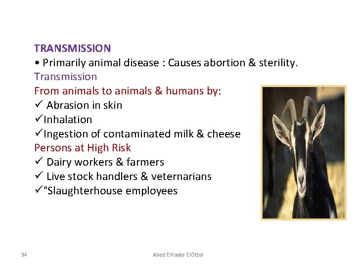 TRANSMISSION • Primarily animal disease : Causes abortion & sterility. Transmission From animals to