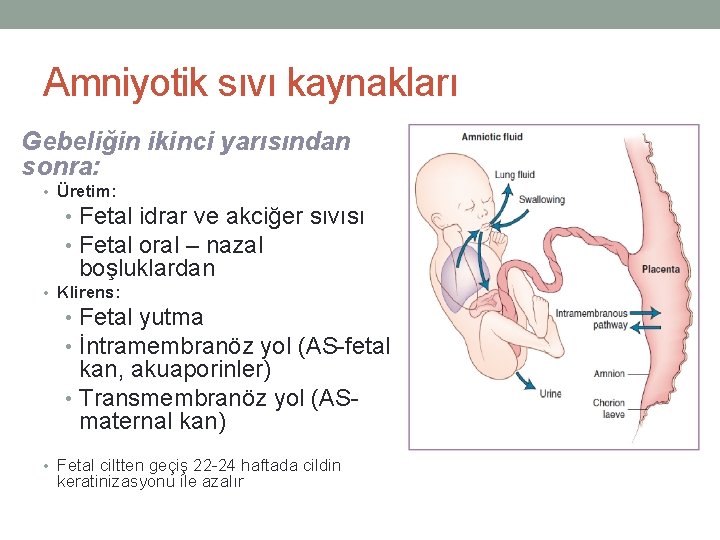 Amniyotik sıvı kaynakları Gebeliğin ikinci yarısından sonra: • Üretim: • Fetal idrar ve akciğer