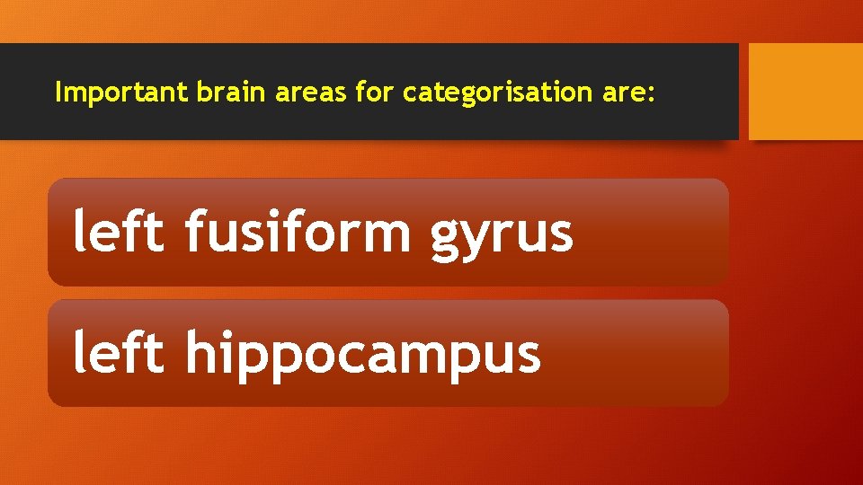 Important brain areas for categorisation are: left fusiform gyrus left hippocampus 