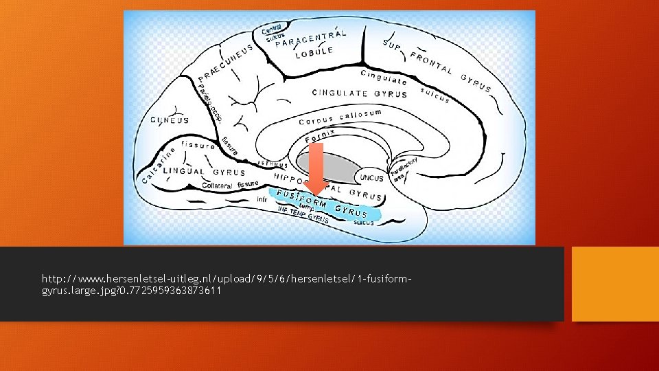 http: //www. hersenletsel-uitleg. nl/upload/9/5/6/hersenletsel/1 -fusiformgyrus. large. jpg? 0. 7725959363873611 