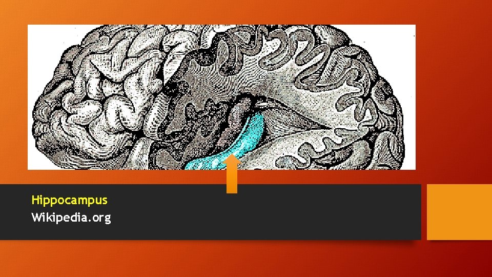 Hippocampus Wikipedia. org 