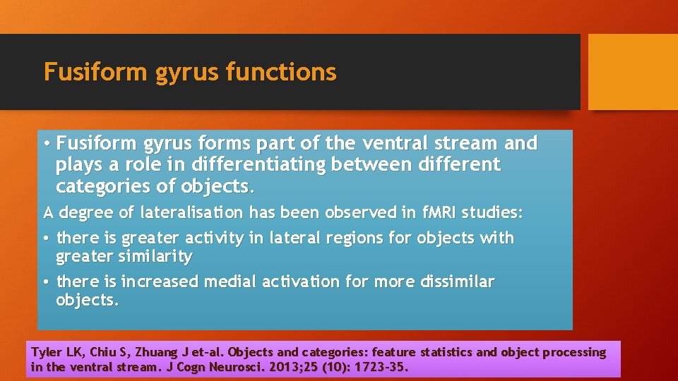 Fusiform gyrus functions • Fusiform gyrus forms part of the ventral stream and plays