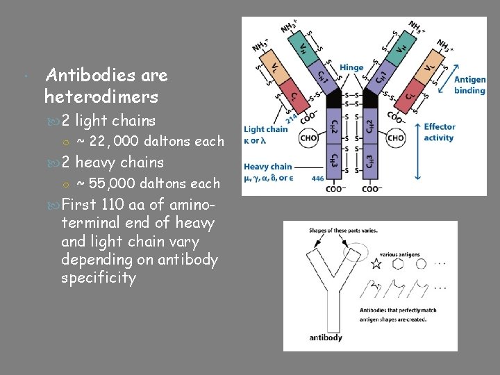  Antibodies are heterodimers 2 light chains ○ ~ 22, 000 daltons each 2