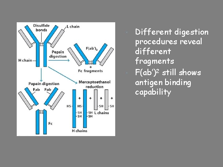 Different digestion procedures reveal different fragments F(ab’)2 still shows antigen binding capability 