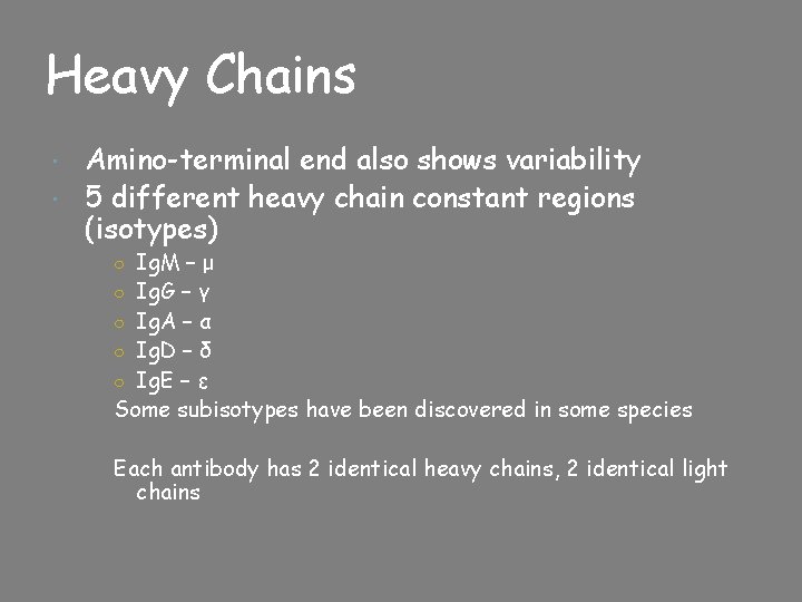 Heavy Chains Amino-terminal end also shows variability 5 different heavy chain constant regions (isotypes)
