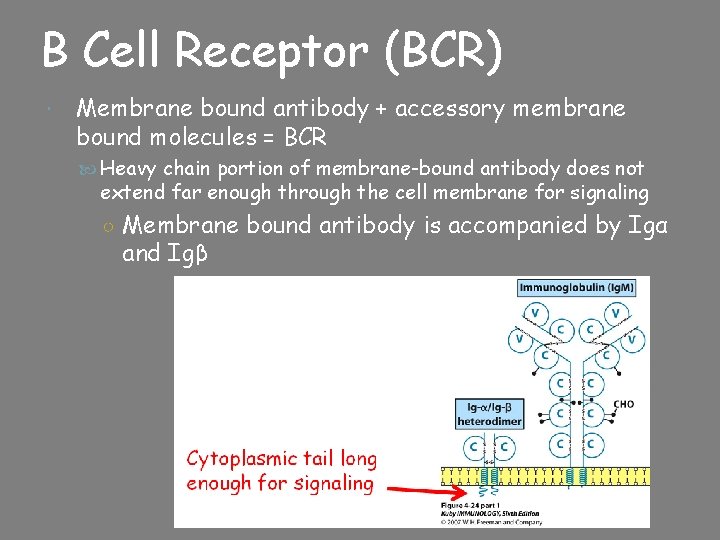 B Cell Receptor (BCR) Membrane bound antibody + accessory membrane bound molecules = BCR