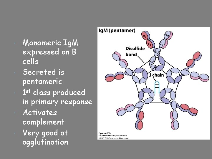  Monomeric Ig. M expressed on B cells Secreted is pentameric 1 st class