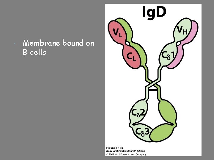 Membrane bound on B cells 