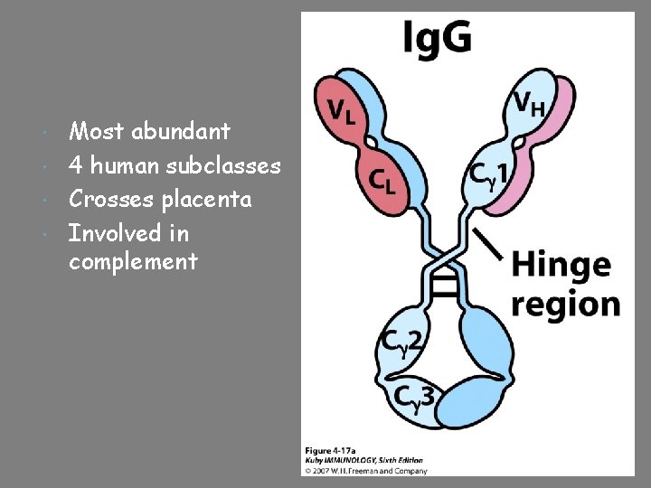 Most abundant 4 human subclasses Crosses placenta Involved in complement 