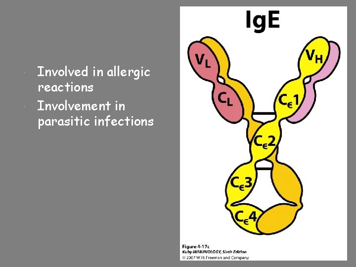 Involved in allergic reactions Involvement in parasitic infections 