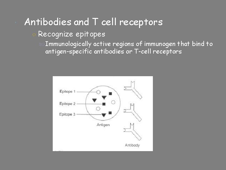  Antibodies and T cell receptors ○ Recognize epitopes Immunologically active regions of immunogen