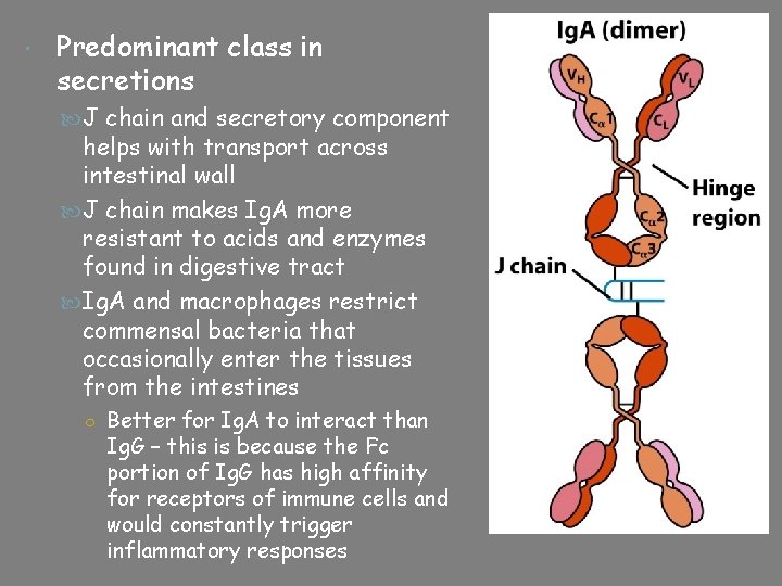  Predominant class in secretions J chain and secretory component helps with transport across