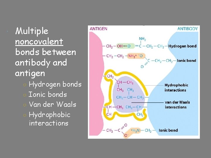  Multiple noncovalent bonds between antibody and antigen ○ Hydrogen bonds ○ Ionic bonds