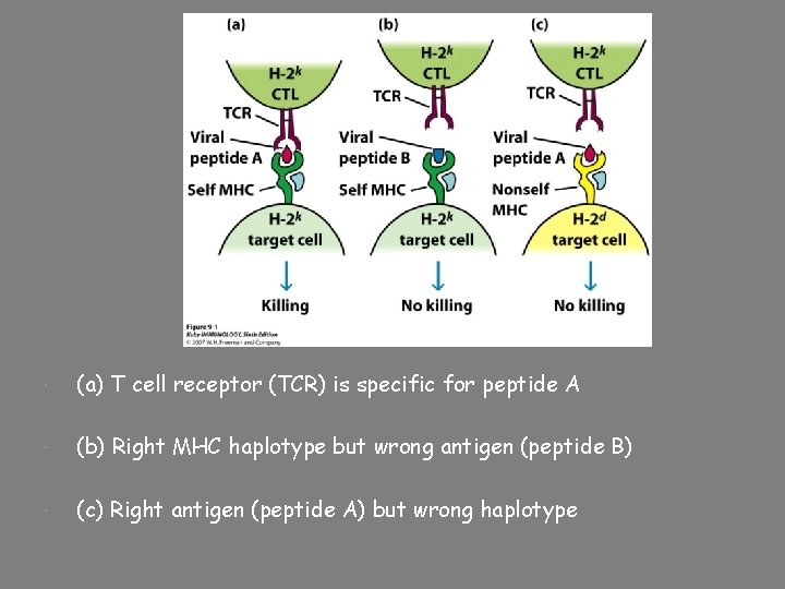  (a) T cell receptor (TCR) is specific for peptide A (b) Right MHC