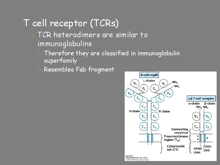  T cell receptor (TCRs) ○ TCR heterodimers are similar to immunoglobulins Therefore they