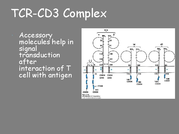 TCR-CD 3 Complex Accessory molecules help in signal transduction after interaction of T cell