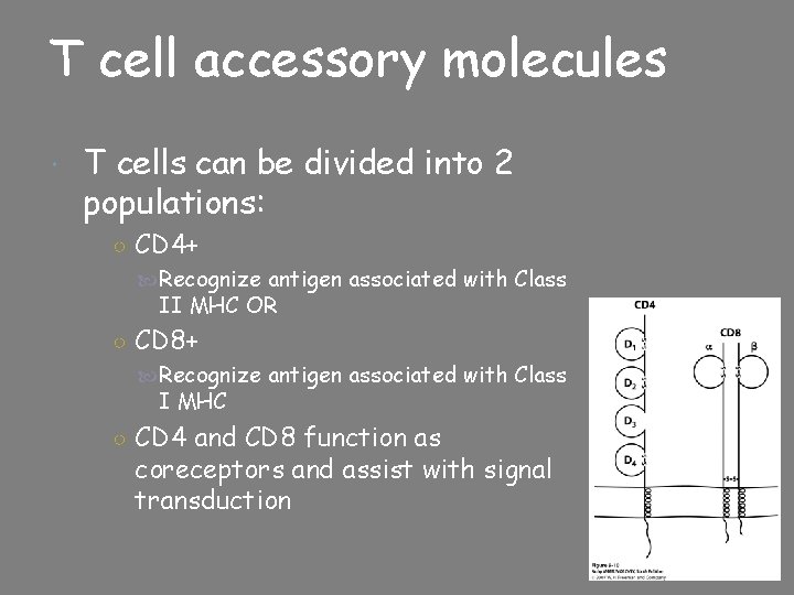 T cell accessory molecules T cells can be divided into 2 populations: ○ CD