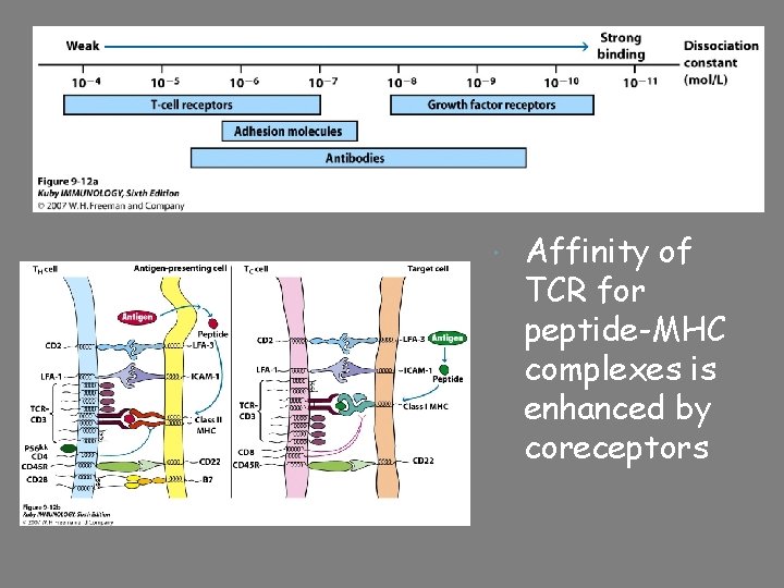  Affinity of TCR for peptide-MHC complexes is enhanced by coreceptors 