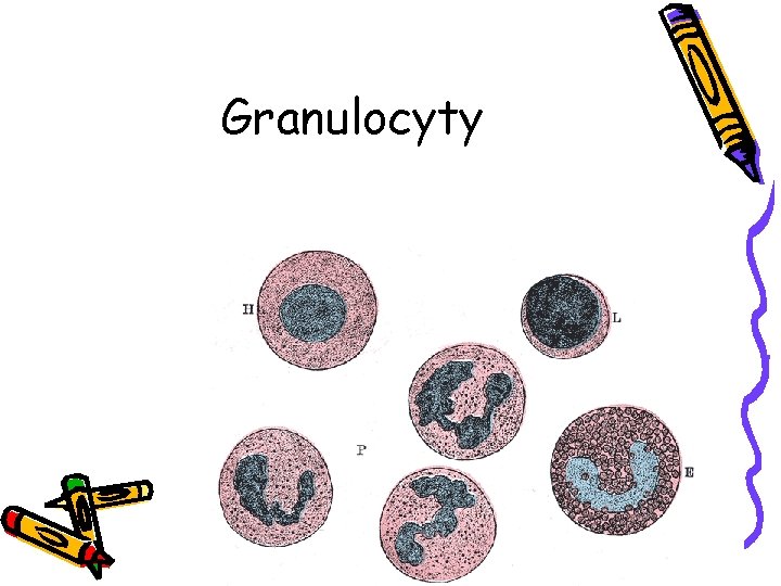 Granulocyty 