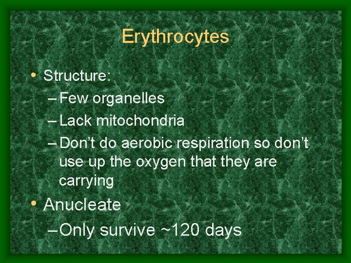 Erythrocytes • Structure: – Few organelles – Lack mitochondria – Don’t do aerobic respiration