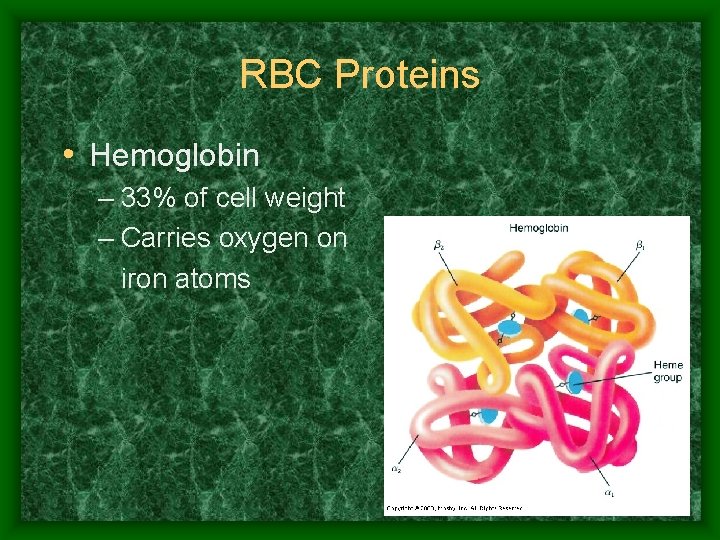 RBC Proteins • Hemoglobin – 33% of cell weight – Carries oxygen on iron
