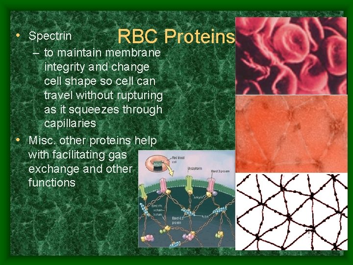  • Spectrin RBC Proteins – to maintain membrane integrity and change cell shape