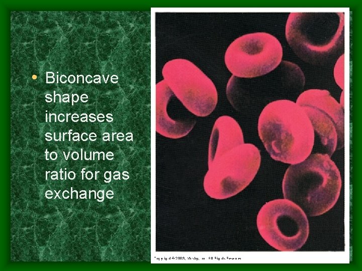  • Biconcave shape increases surface area to volume ratio for gas exchange 