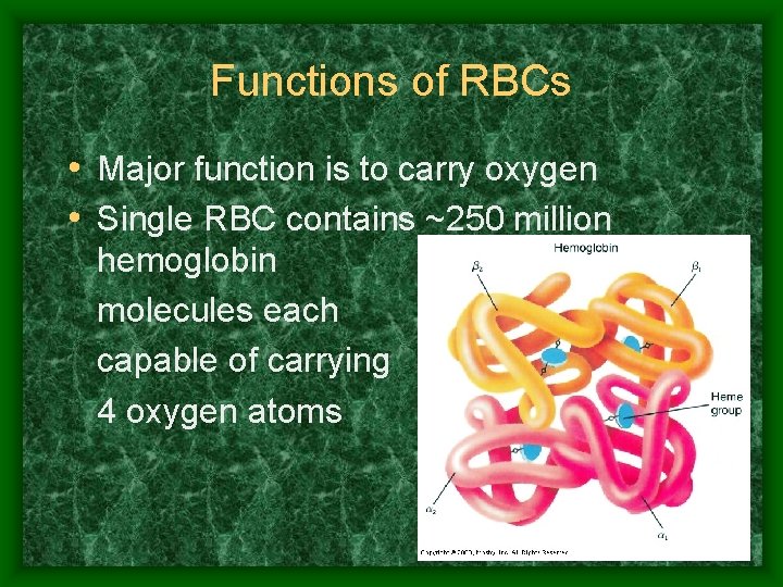 Functions of RBCs • Major function is to carry oxygen • Single RBC contains