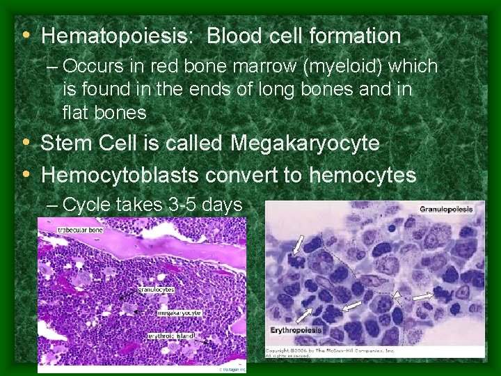  • Hematopoiesis: Blood cell formation – Occurs in red bone marrow (myeloid) which