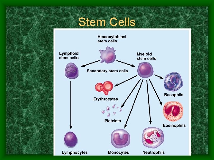 Stem Cells 