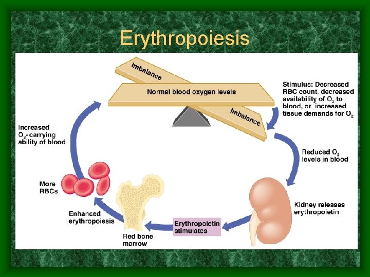 Erythropoiesis 