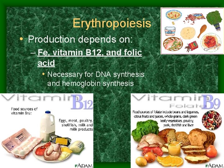 Erythropoiesis • Production depends on: – Fe, vitamin B 12, and folic acid •