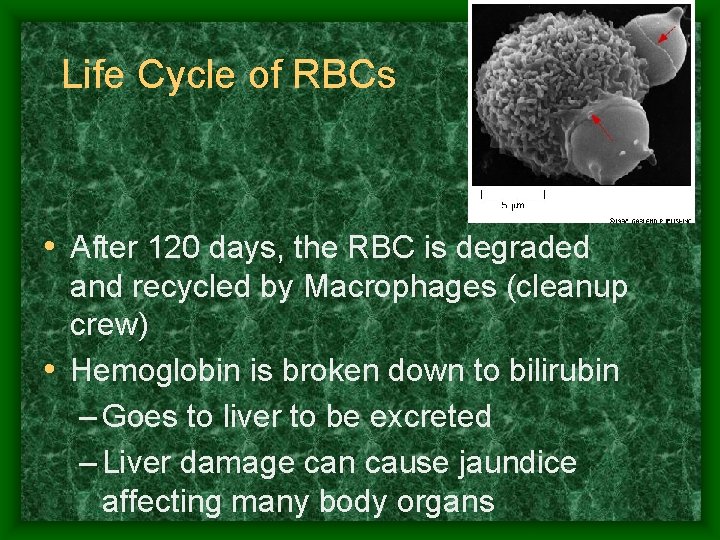 Life Cycle of RBCs • After 120 days, the RBC is degraded and recycled