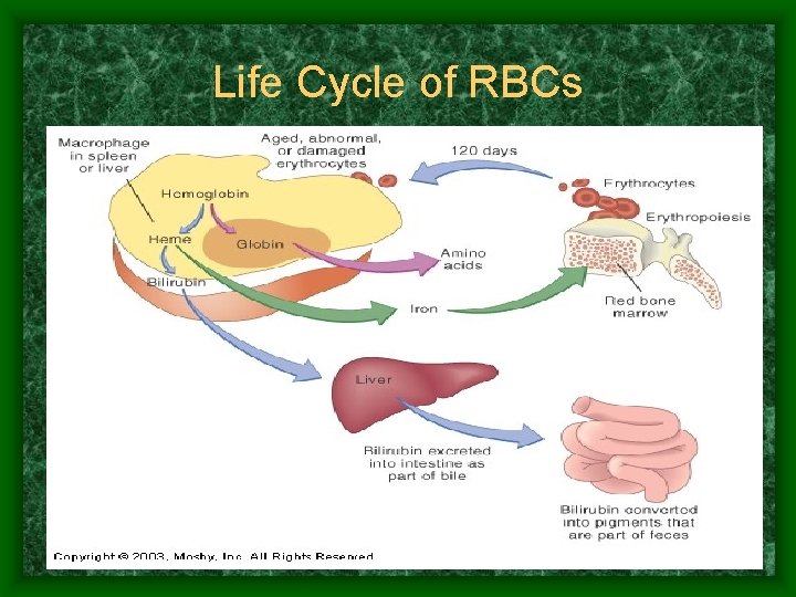 Life Cycle of RBCs 