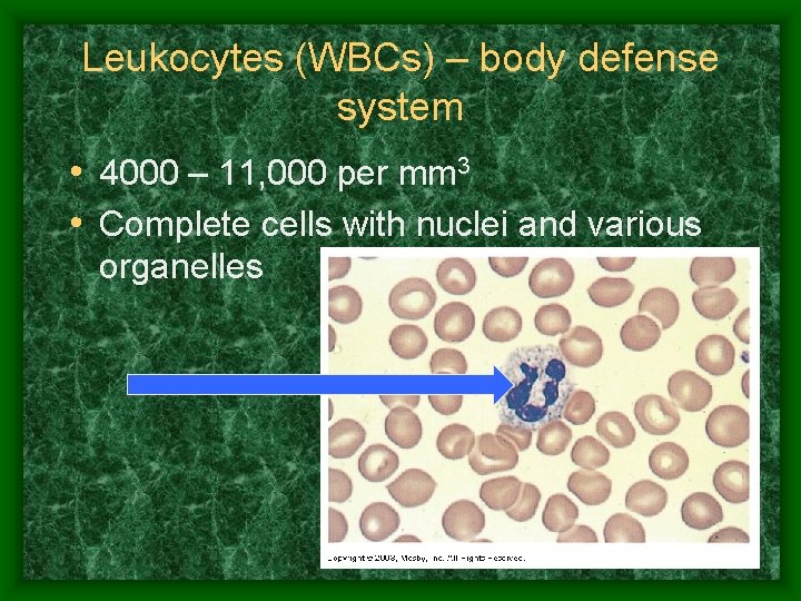 Leukocytes (WBCs) – body defense system • 4000 – 11, 000 per mm 3