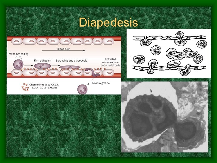 Diapedesis 