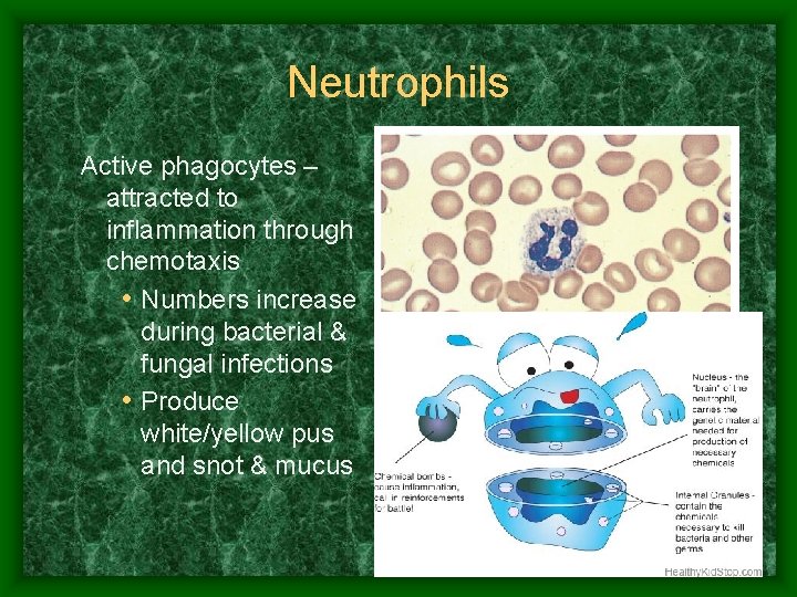 Neutrophils Active phagocytes – attracted to inflammation through chemotaxis • Numbers increase during bacterial