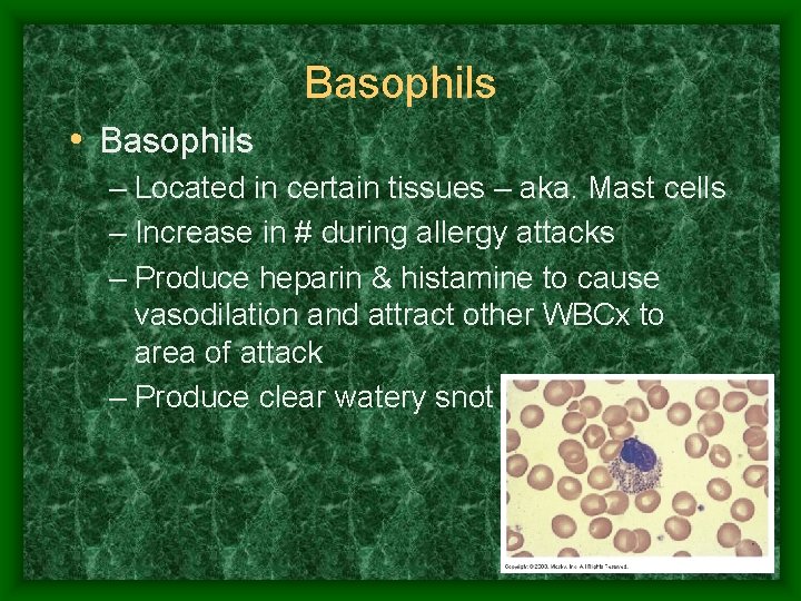 Basophils • Basophils – Located in certain tissues – aka. Mast cells – Increase