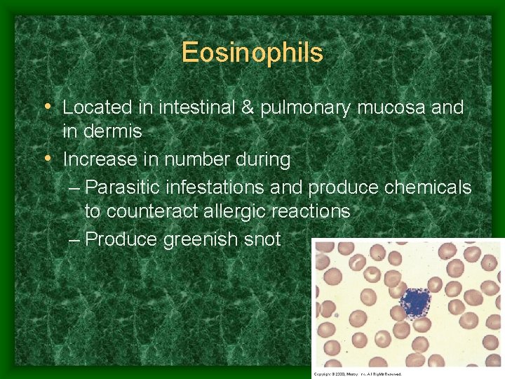 Eosinophils • Located in intestinal & pulmonary mucosa and in dermis • Increase in