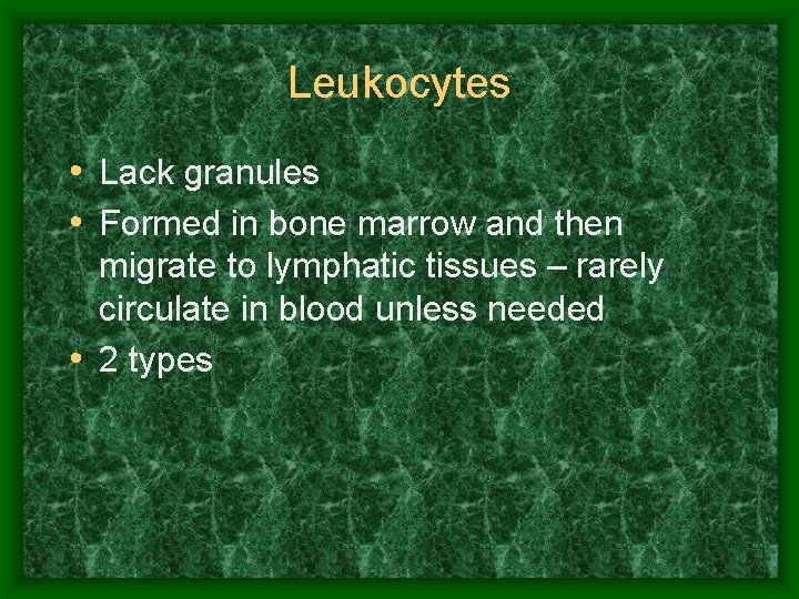 Leukocytes • Lack granules • Formed in bone marrow and then migrate to lymphatic