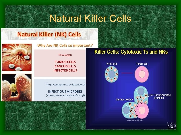 Natural Killer Cells 