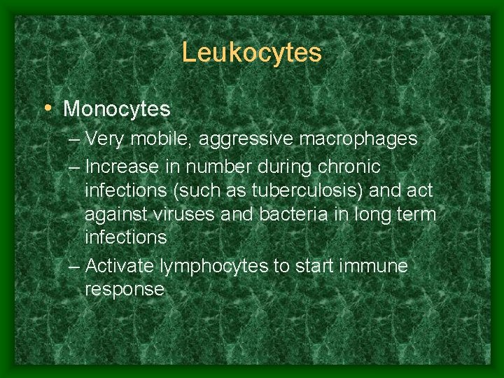 Leukocytes • Monocytes – Very mobile, aggressive macrophages – Increase in number during chronic