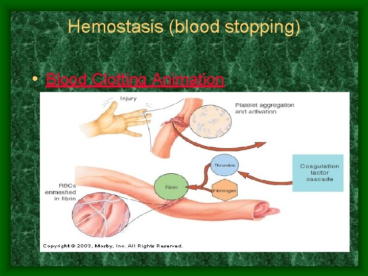 Hemostasis (blood stopping) • Blood Clotting Animation 