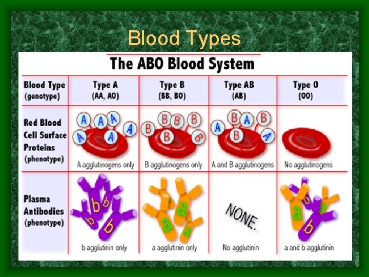 Blood Types 