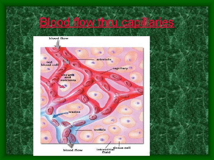 Blood flow thru capillaries 